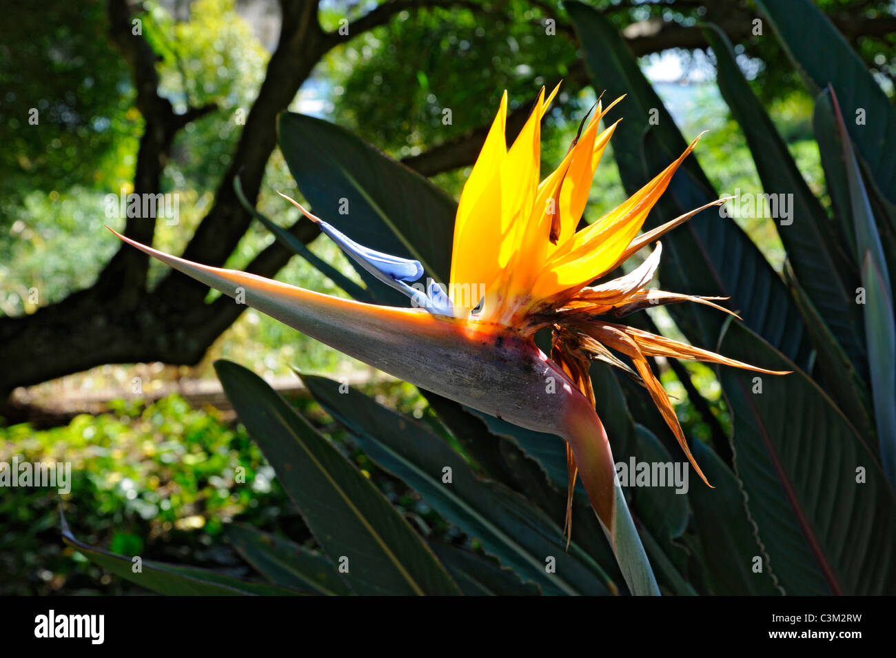 Orange Bird of Paradise Flower Kauai Hawaii pacific ocean Stock Photo