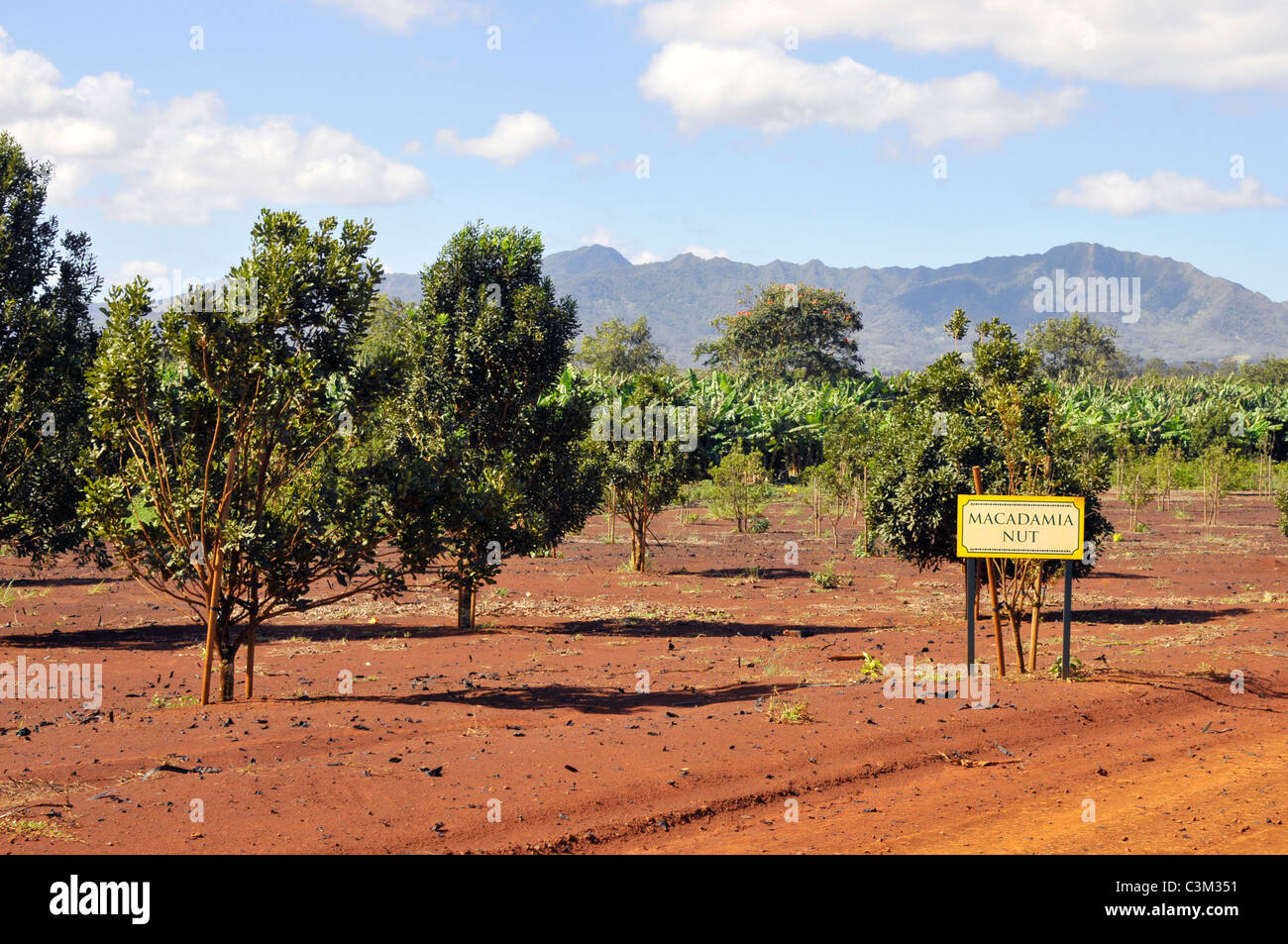 Macadamia Nut Trees Dole Plantation Wahiawa Honolulu Hawaii Oahu