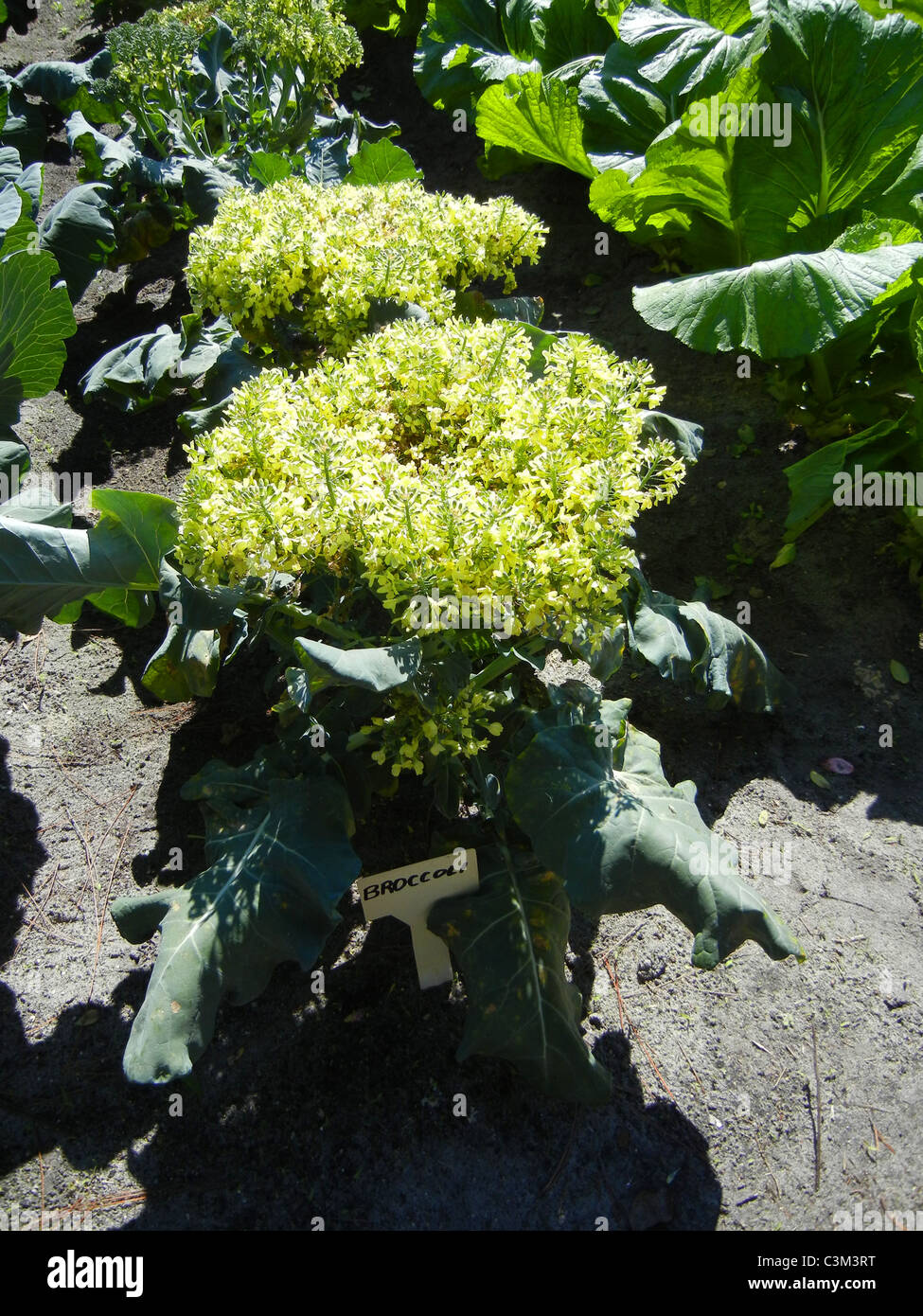 Small home garden specializing in variety of vegetables Stock Photo