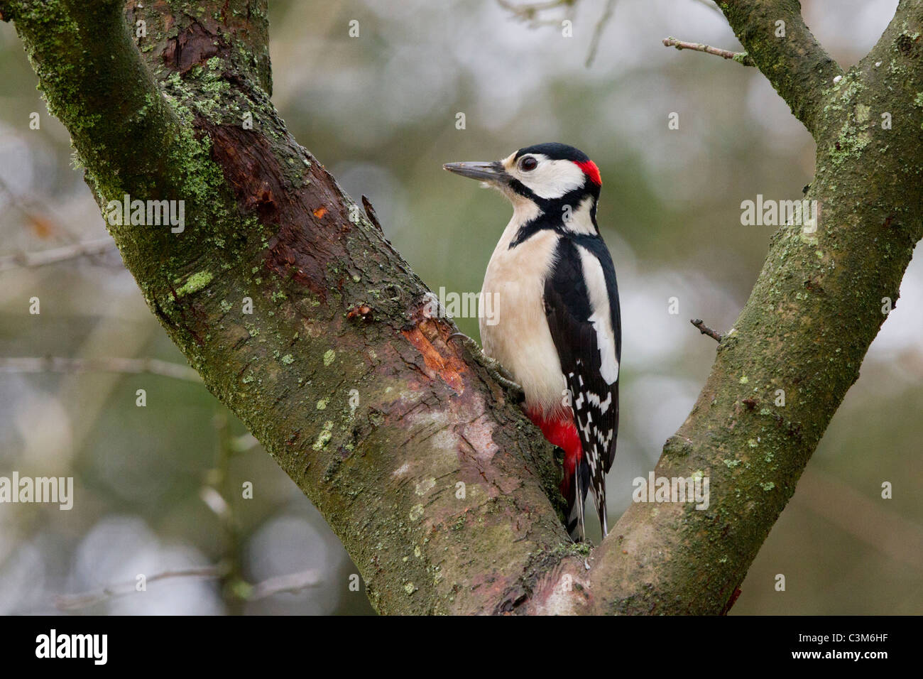 Male Great Spotted Woodpecker (Dendrocopos major) profile. Sat in the fork of a Hawthorn tree. Winter, Derbyshire, UK Stock Photo