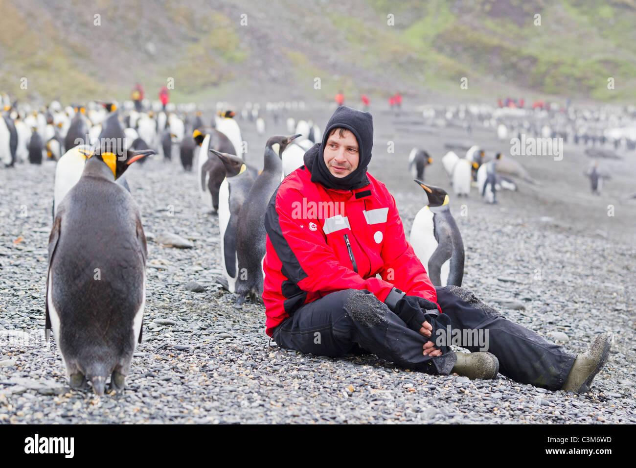 South Atlantic Ocean, United Kingdom, South Georgia, St. Andrews Bay, Mature man sitting with king penguins Stock Photo