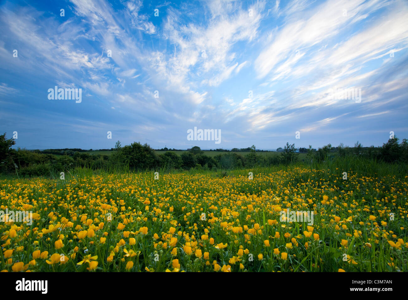 Field of meadow buttercups (ranunculus acris), County Sligo, Ireland. Stock Photo