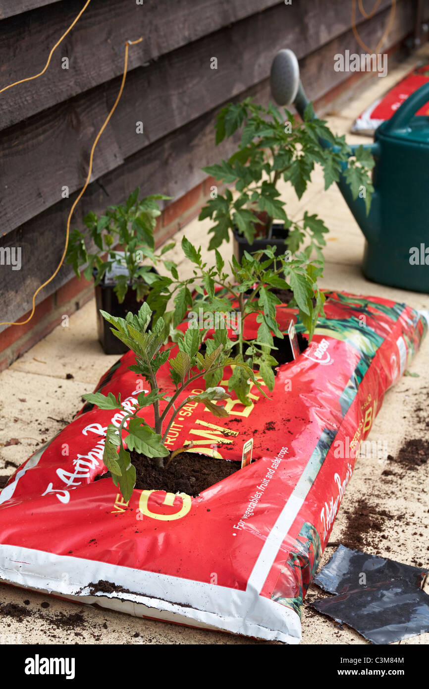 Tomato seedlings plants newly transferred to plastic grow bag Stock Photo