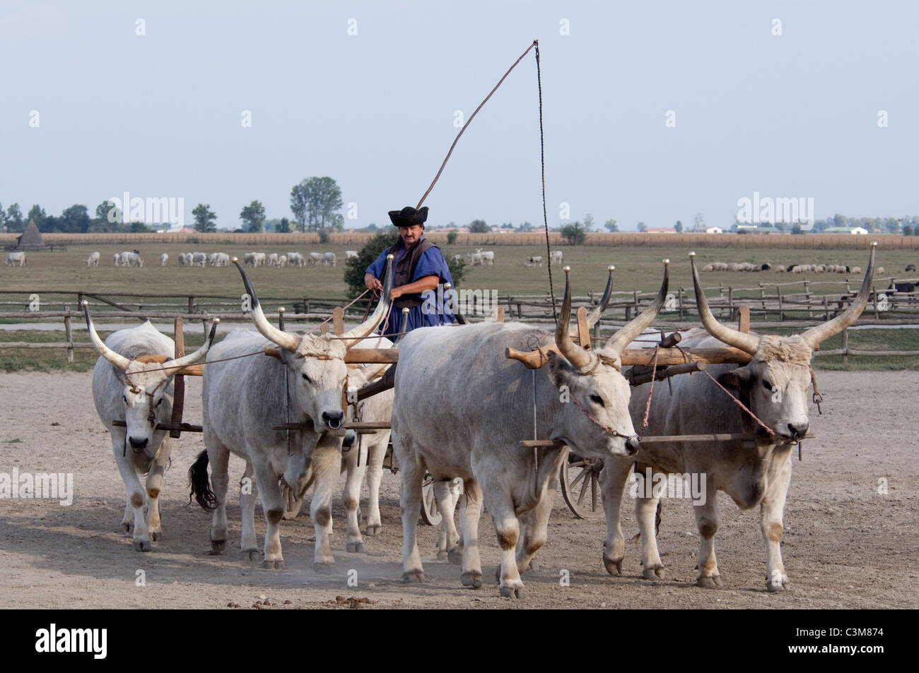 Hungarian cow breed hi-res stock photography and images - Alamy