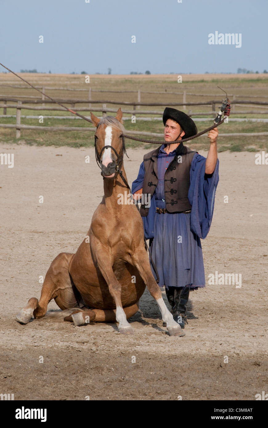 Horse sitting trick High Resolution 