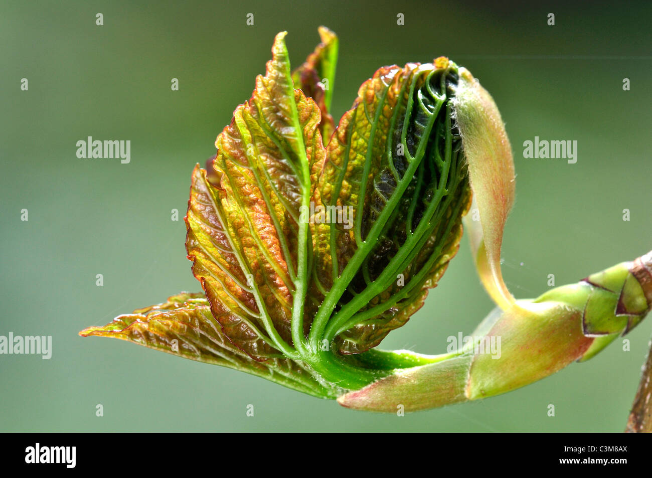 A fresh young sycamore (Acer pseudoplatanus) leaf just opening in the Spring UK Stock Photo