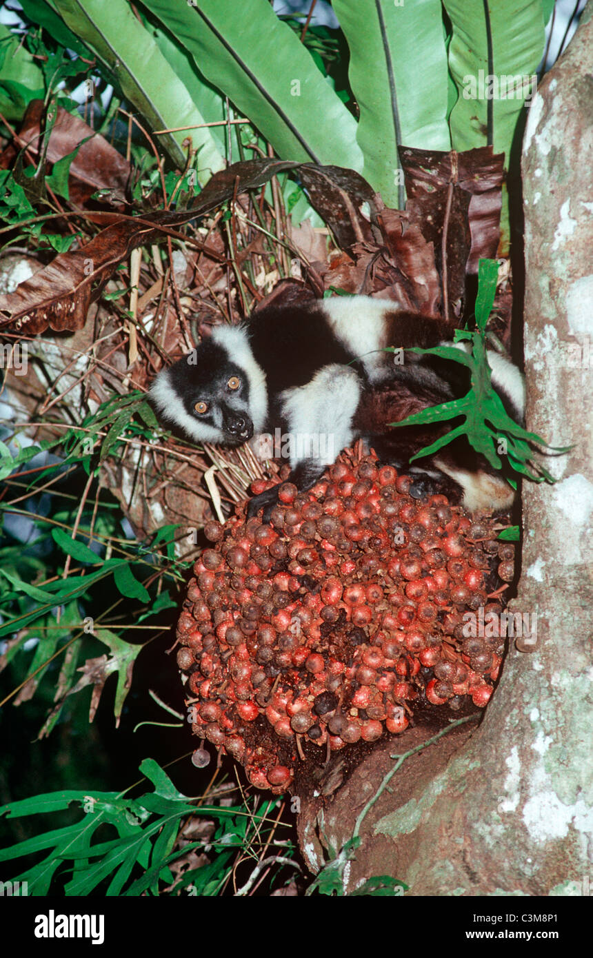 Black and White Ruffed lemur (Varecia variegata Lemuridae) eating figs