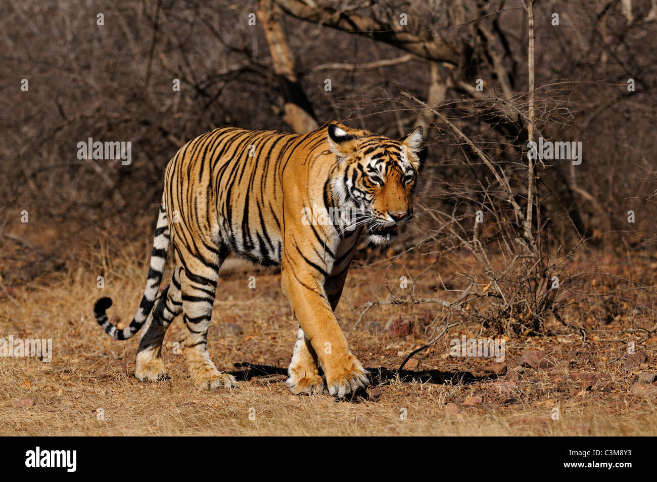 Tiger moving on the dry grasses of the dry deciduous forest of