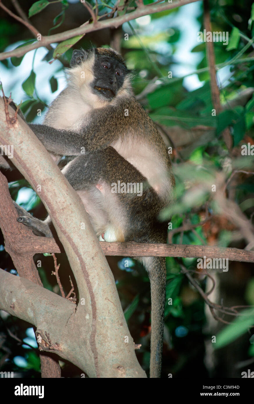 Green monkey or callithrix (Cercopithecus aethiops sabaeus: Cercopithecidae) in gallery forest, Gambia Stock Photo