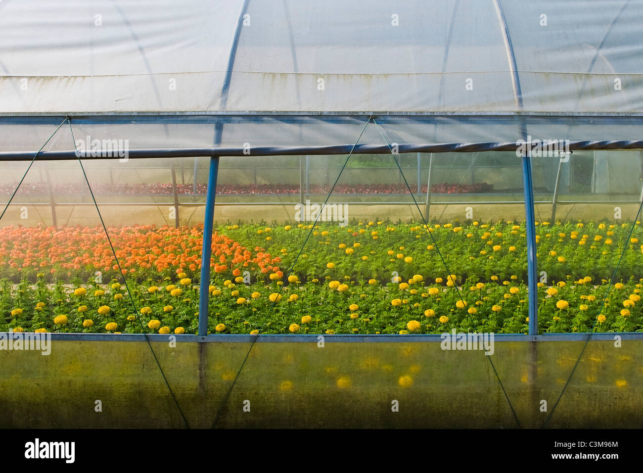 Greenhouse floriculture hi-res stock photography and images - Alamy