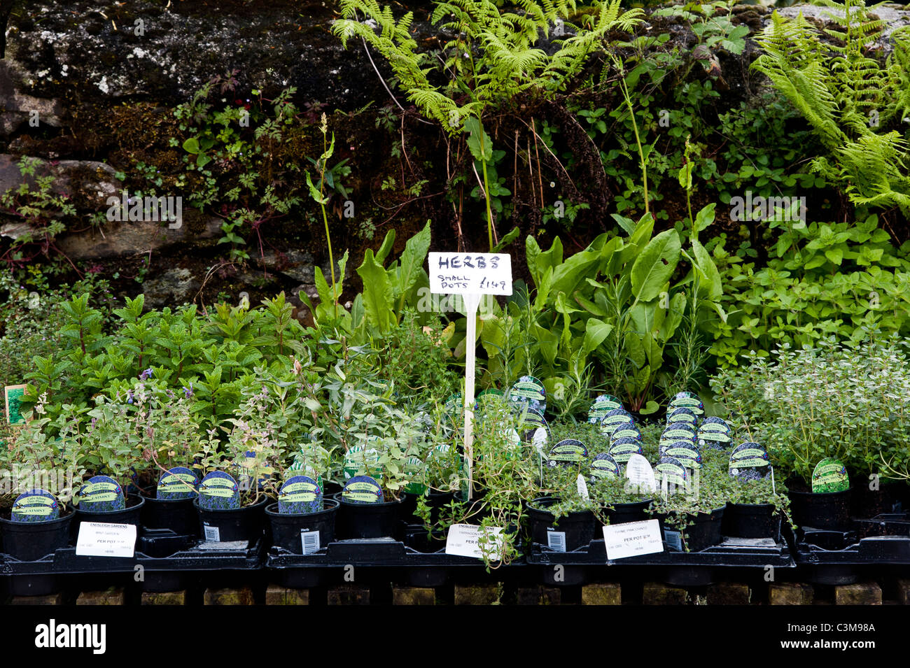 Herb plants being grown in plastic plant pots for sale at a garden
