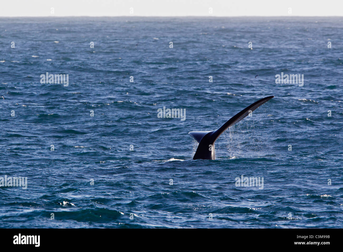 South Atlantic Ocean, View of tail fin of southern right whale in sea Stock Photo