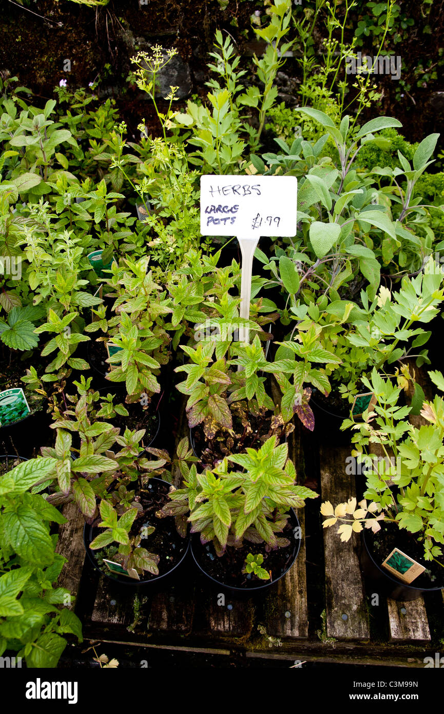 Herb plants being grown in plastic plant pots for sale at a garden