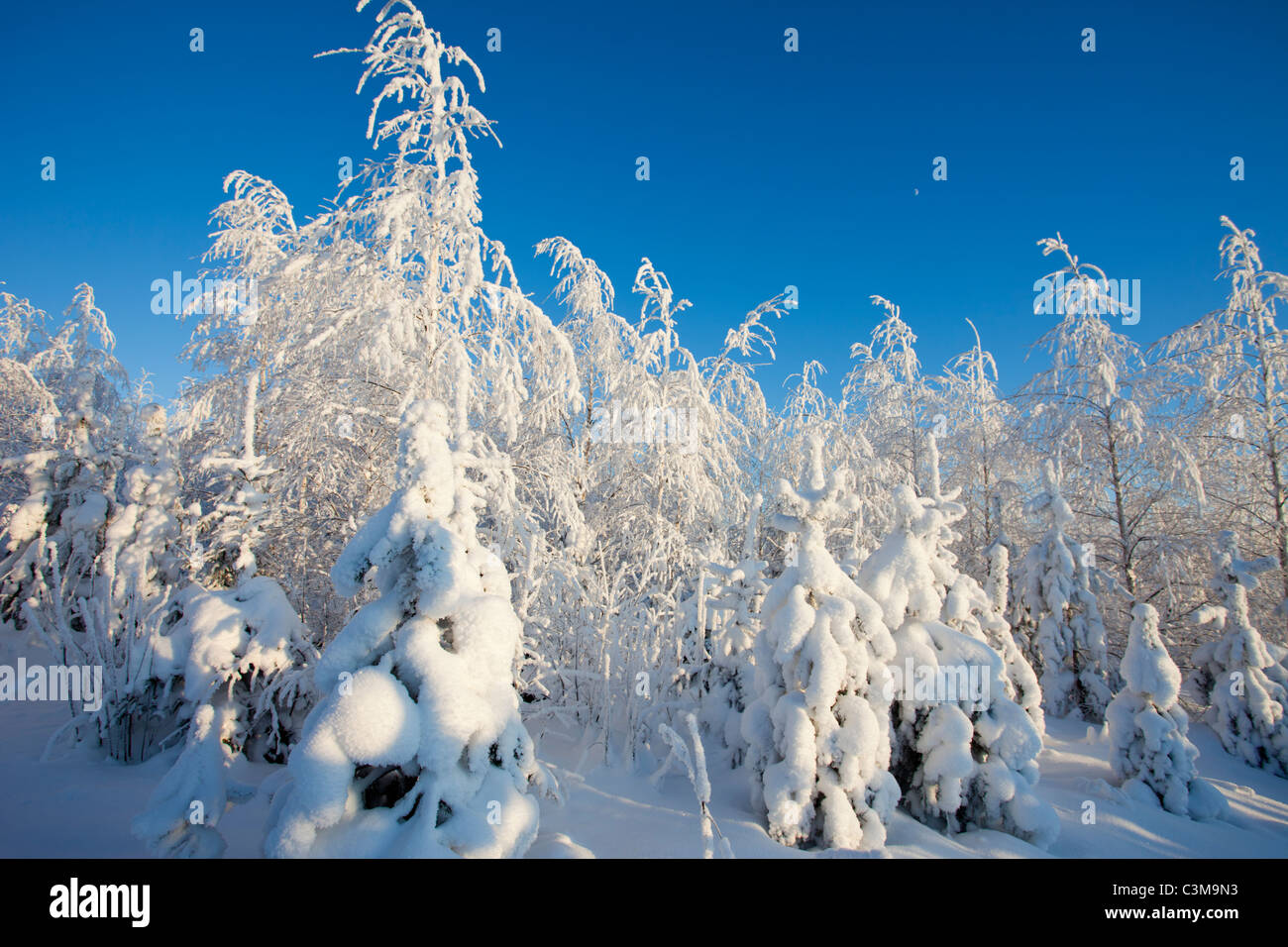 Snow covered young birch and pine trees at Winter , Finland Stock Photo ...