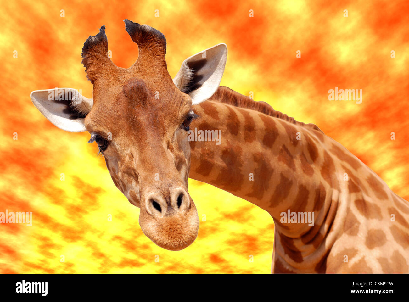 Portrait of front of Giraffe (Giraffa camelopardalis) under a glowing sky Stock Photo