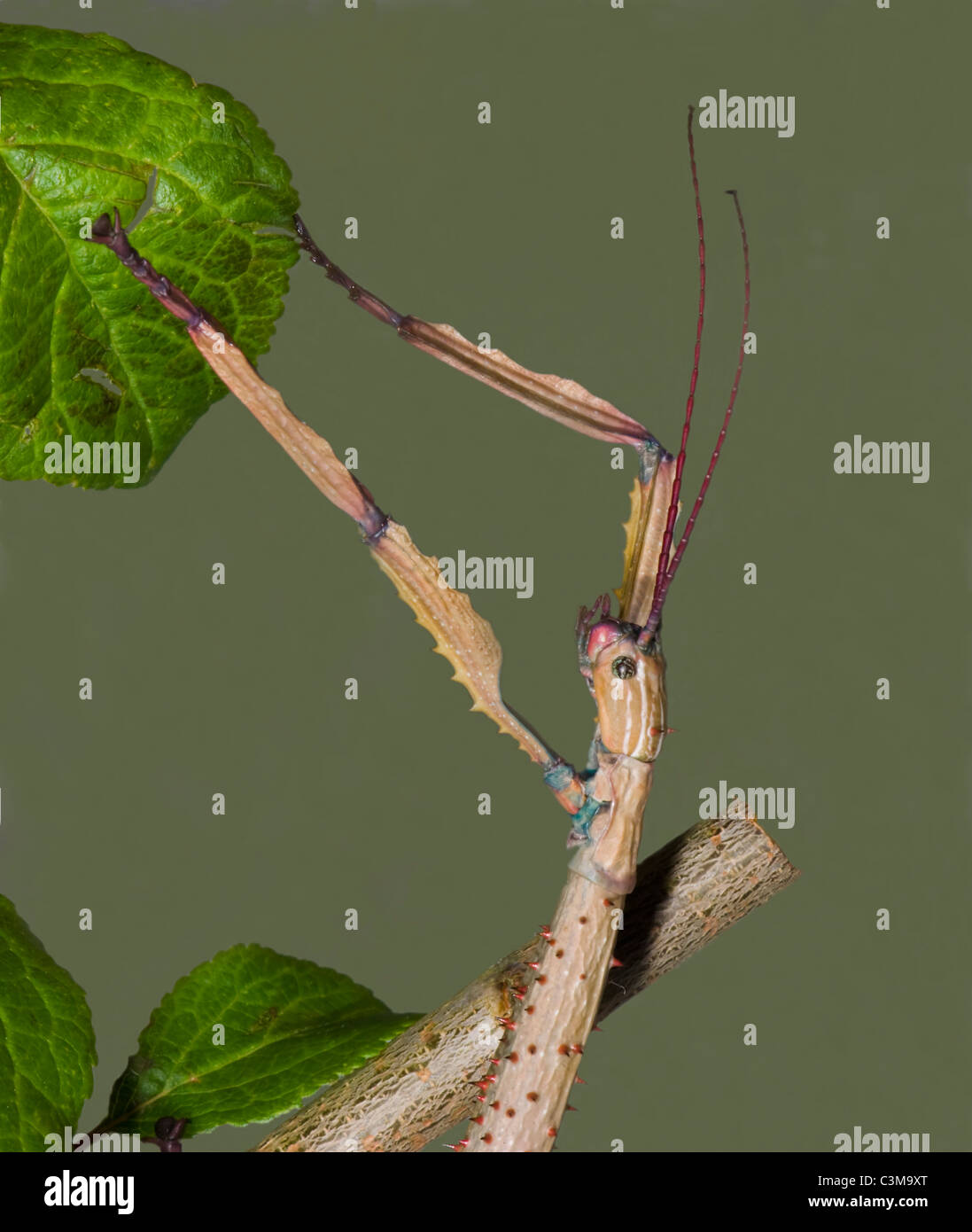 Female Stick Insect (Achriopetra fallax Stock Photo - Alamy