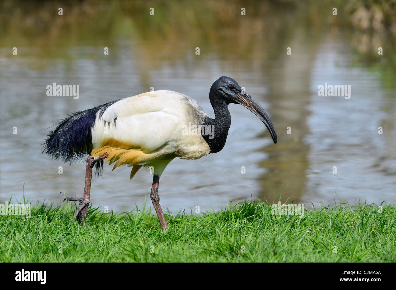 African sacred ibis (Threskiornis aethiopicus), view of profile, walking on grass on the bank of pond Stock Photo