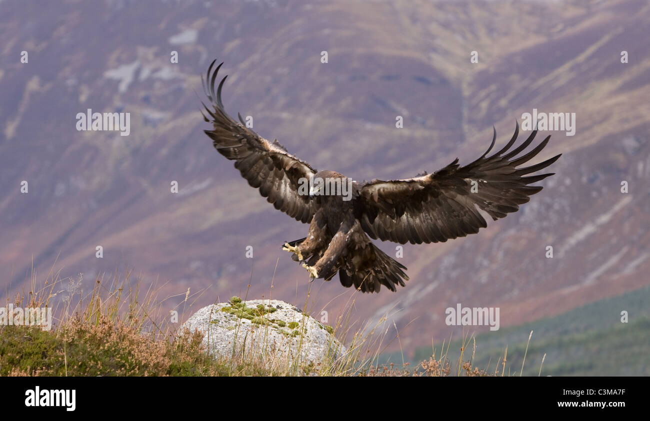 Golden eagle flying scotland hires stock photography and images Alamy