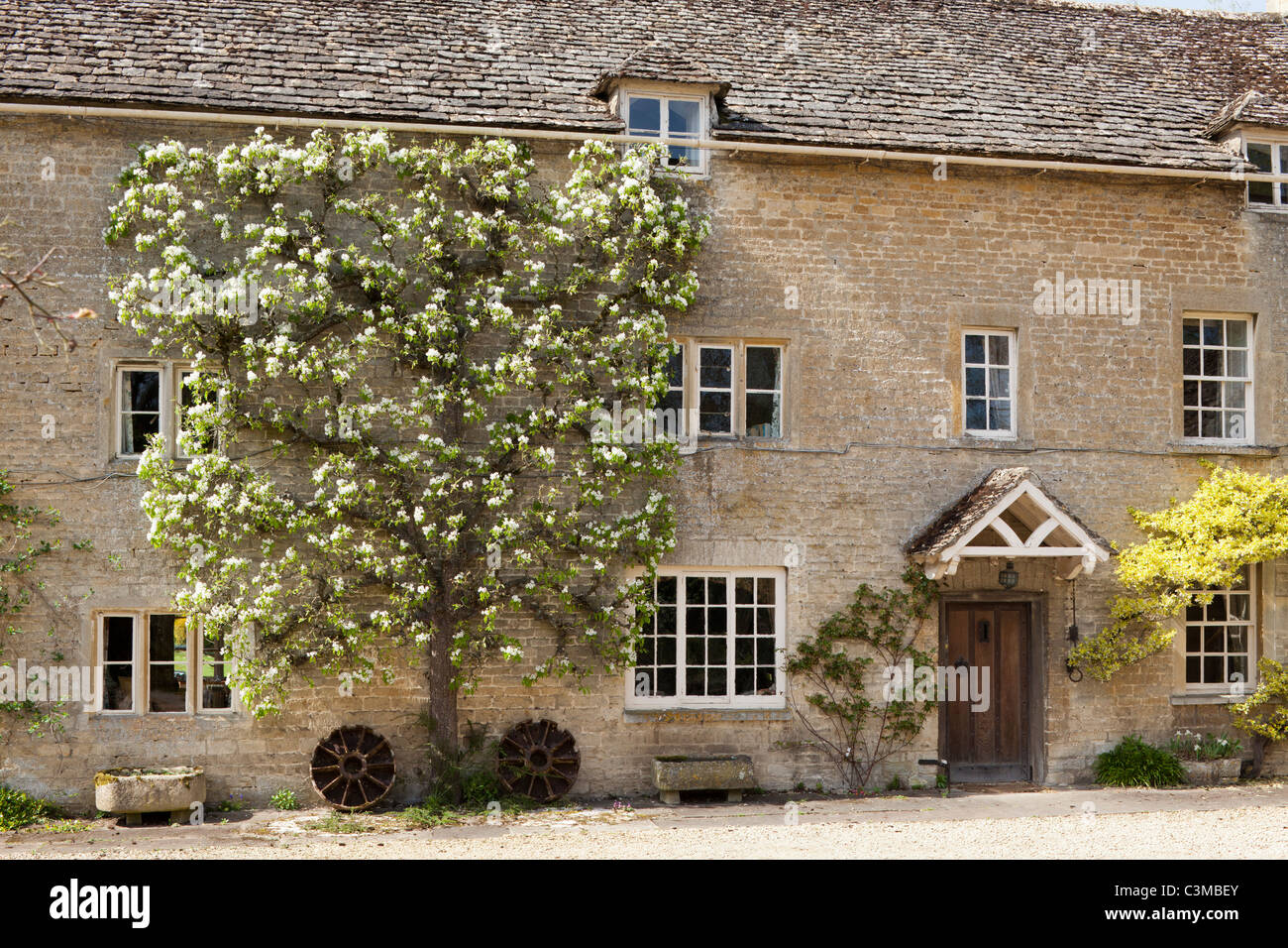 An old pear tree in blossom growing on Winson Mill in the Cotswold village of Winson, Gloucestershire, England UK Stock Photo