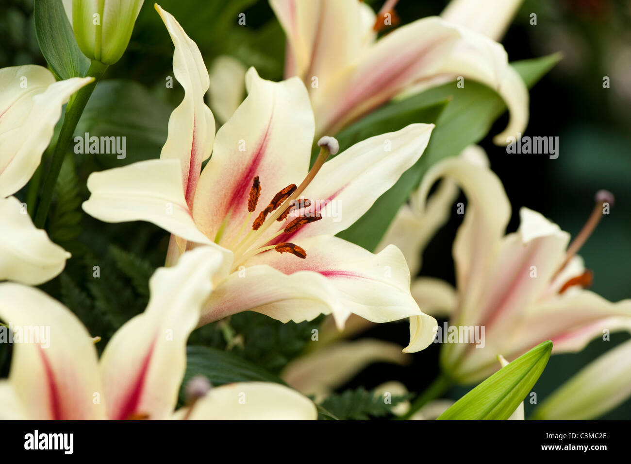 Lilium Oriental Trumpet ‘Nymph’ Stock Photo
