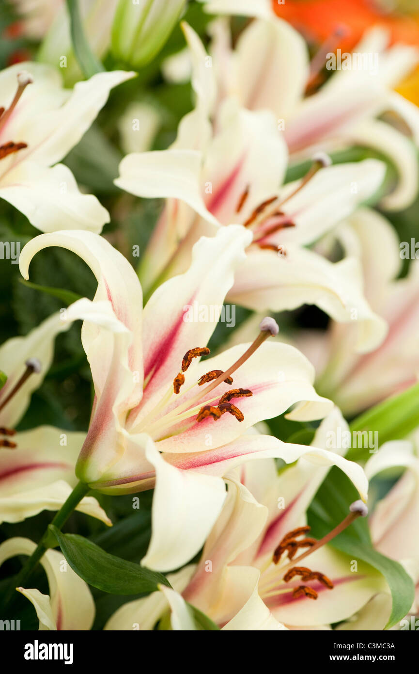 Lilium Oriental Trumpet ‘Nymph’ Stock Photo