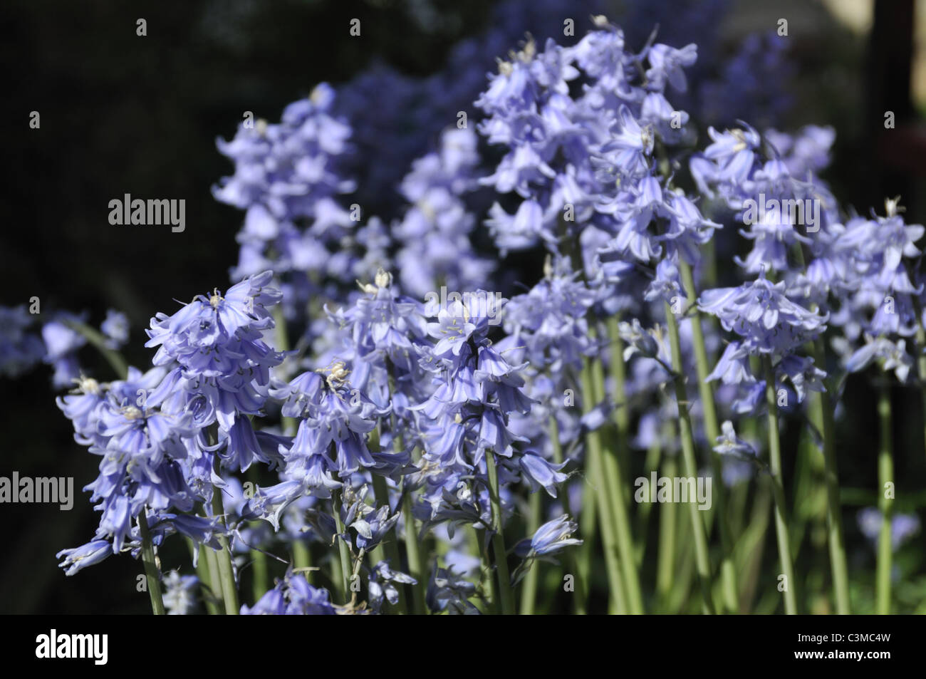 Hyacinthoides hispanica (Spanish Bluebells) in suburban English garden. Stock Photo