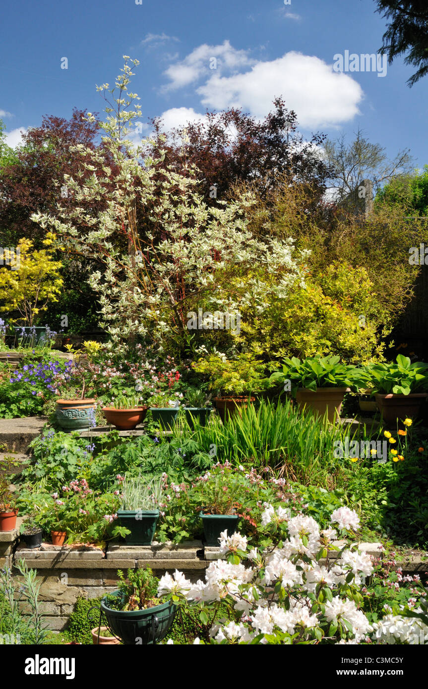 Small terraced suburban English gardon in spring. Stock Photo