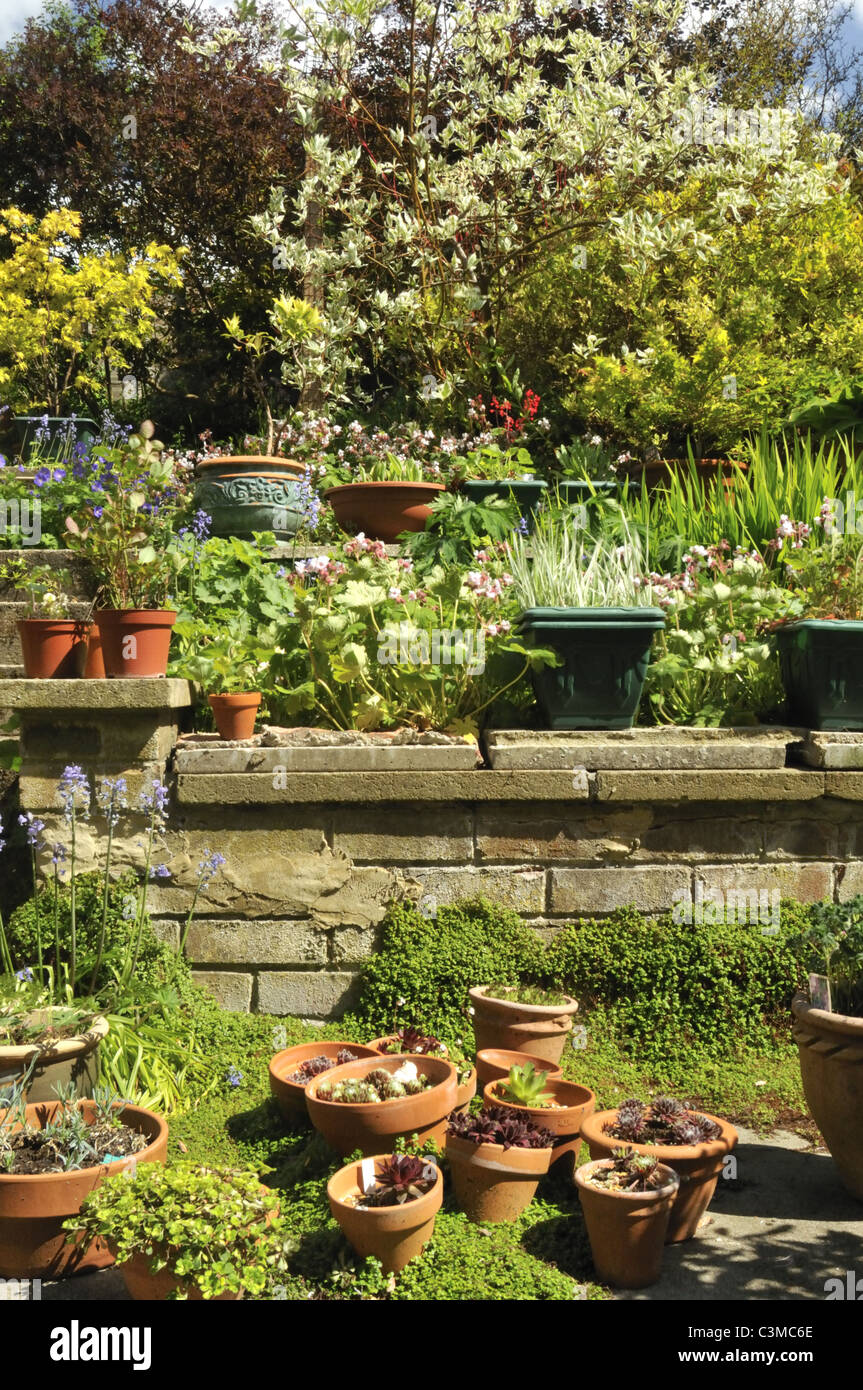 Small terraced suburban English garden in spring. Stock Photo