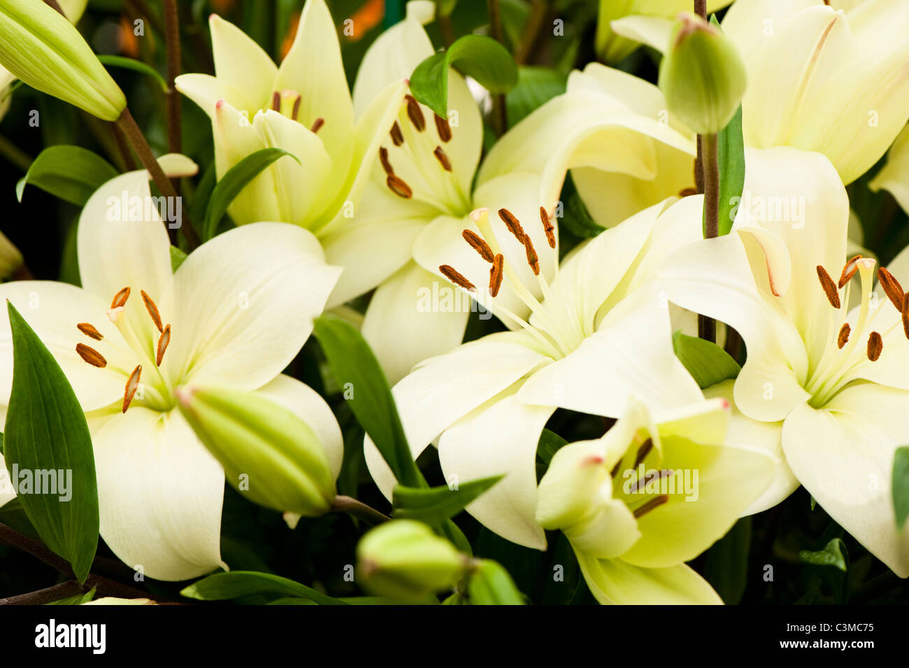 Lilium Longiflorum Asiatic ‘Kingdom’ Stock Photo