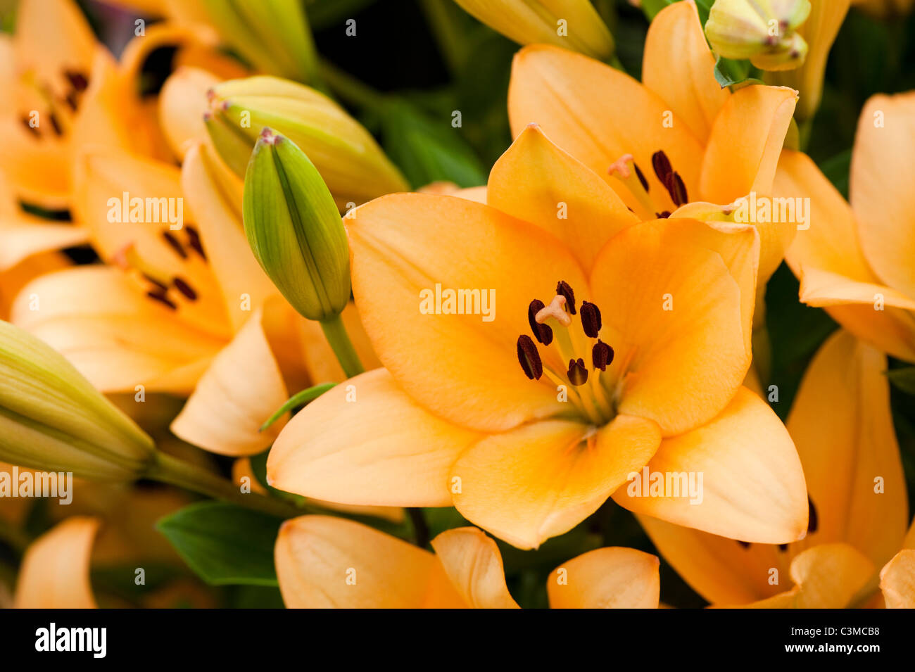 Asiatic x longiflorum hybrid hi-res stock photography and images - Alamy