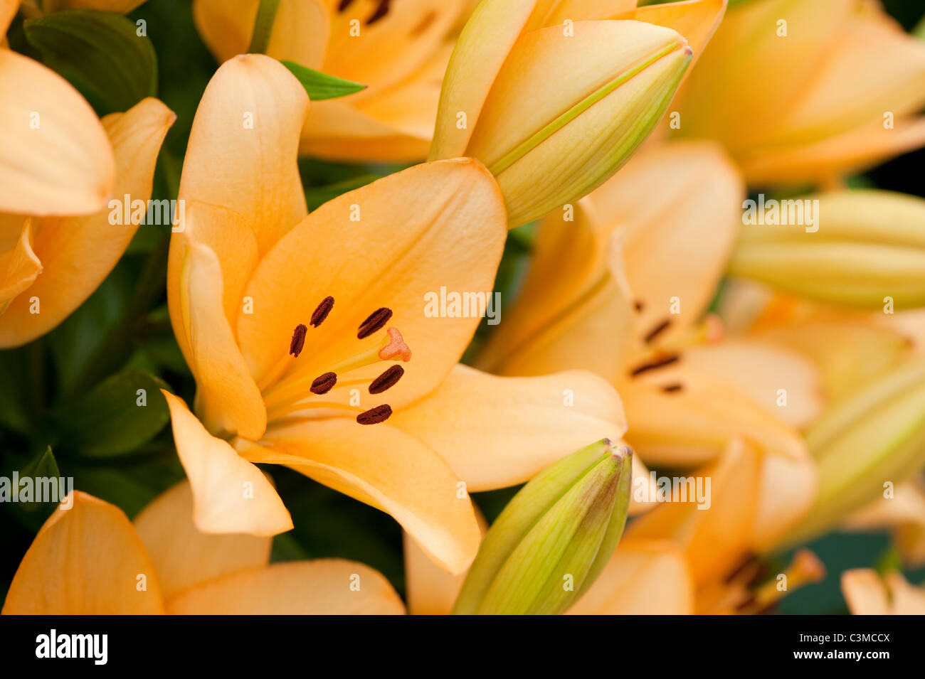 Asiatic x longiflorum hybrid hi-res stock photography and images - Alamy