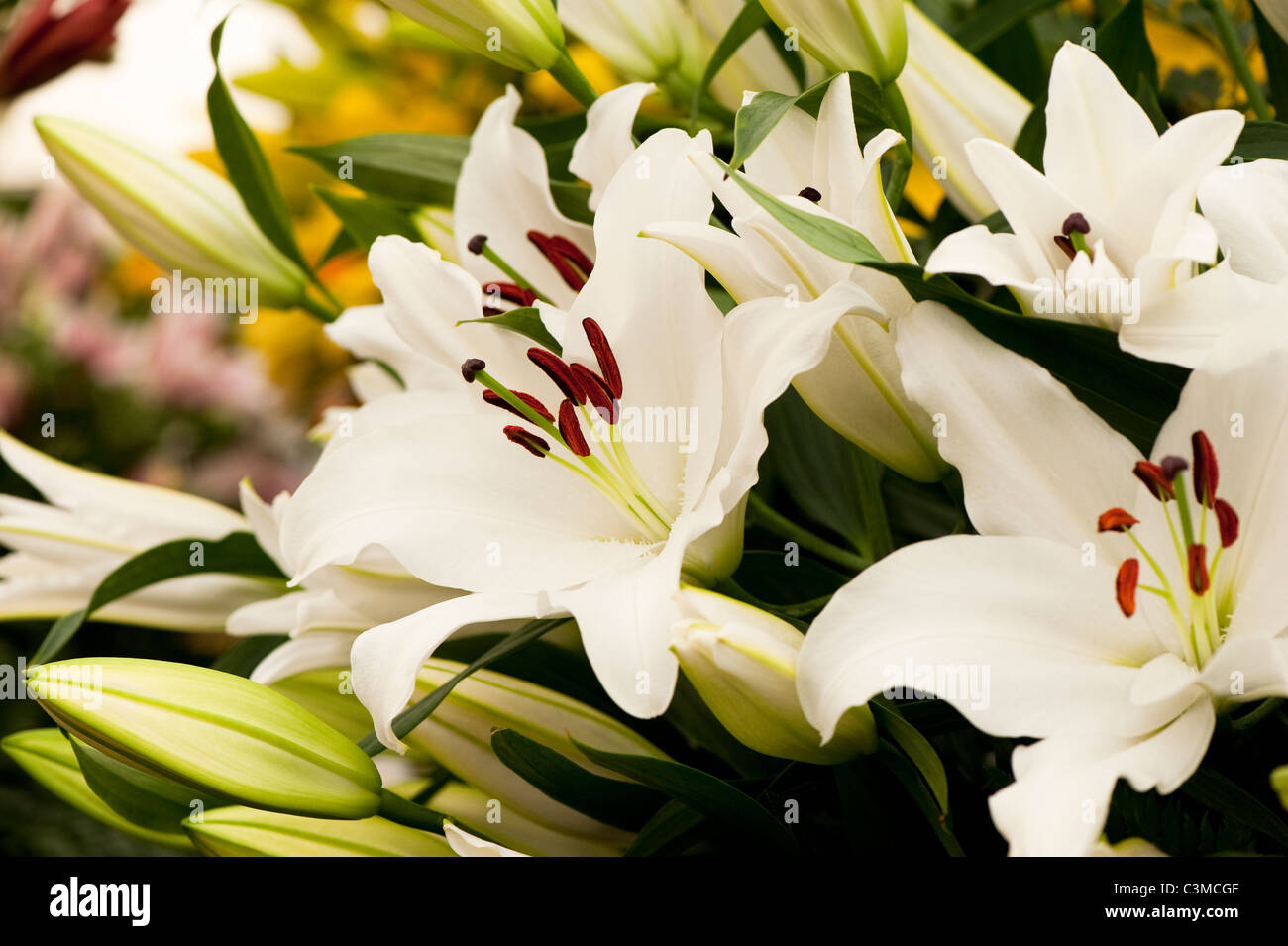 Lily lilium rialto hi-res stock photography and images - Alamy