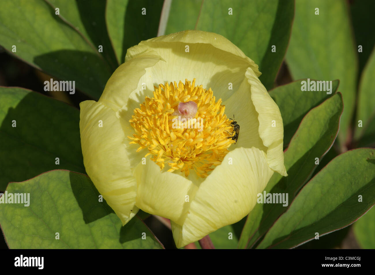 Paeonia mlokosewitschii Stock Photo - Alamy