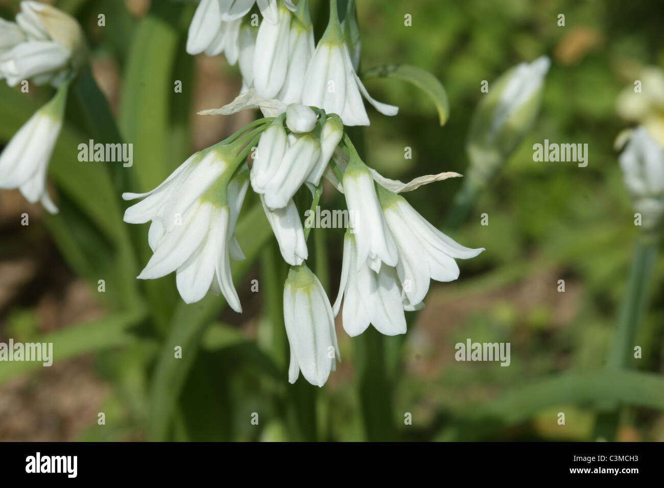 Allium triquetum Stock Photo