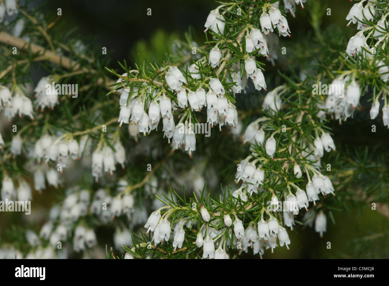 Erica arborea 'Alpina' Stock Photo