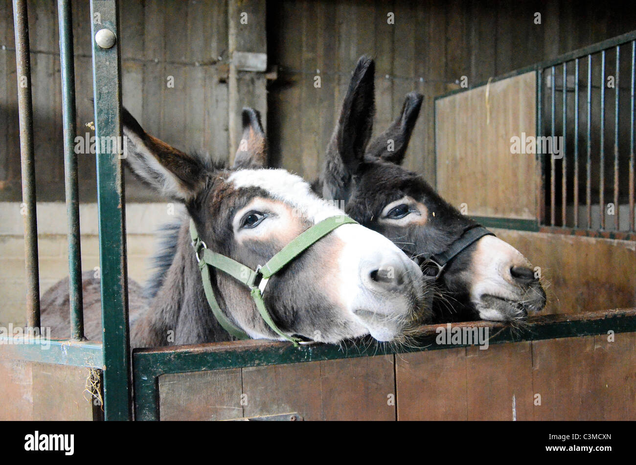 Two donkeys in a stable Stock Photo Alamy