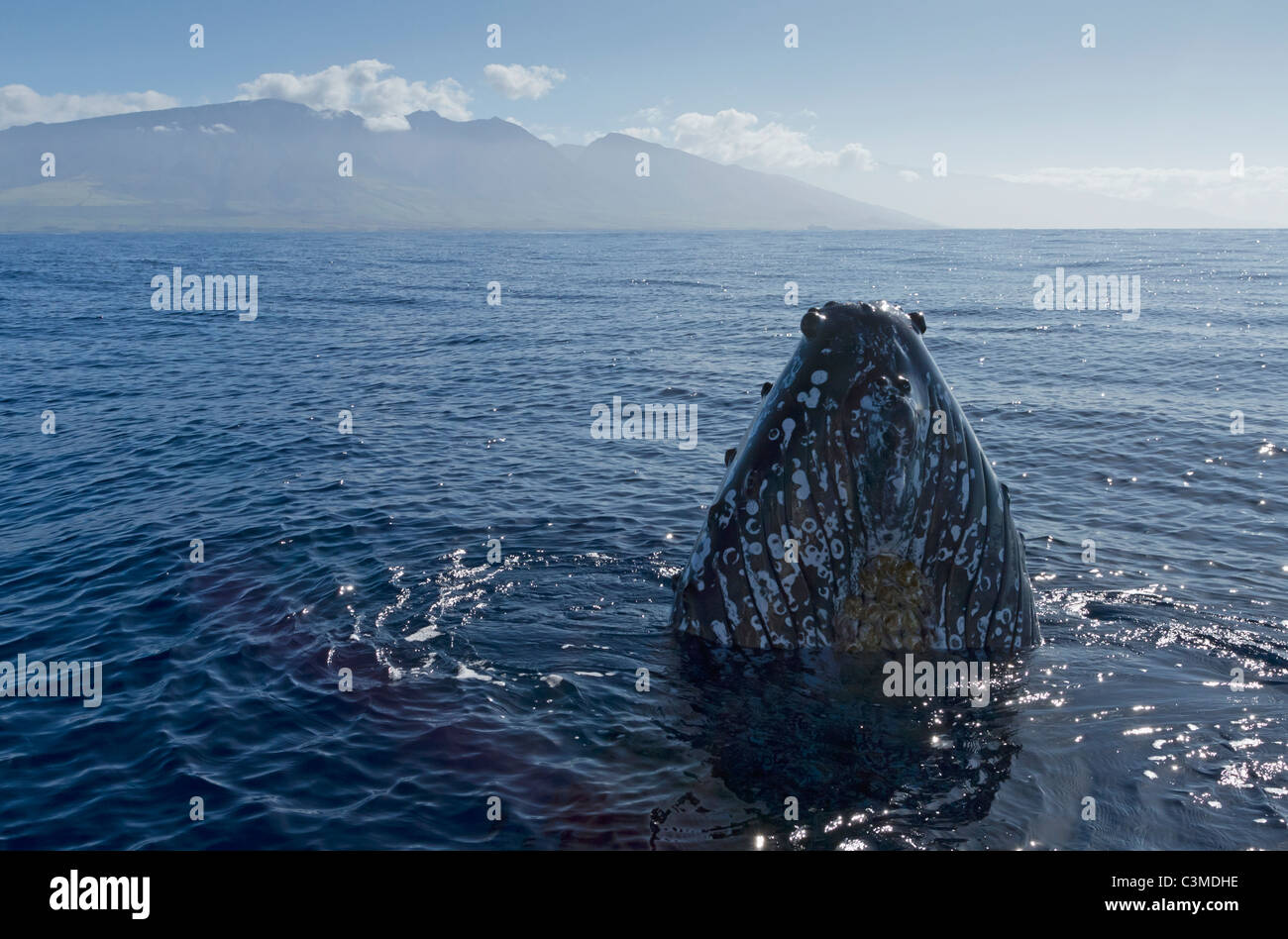 Humpback Whale Hawaii Head High Resolution Stock Photography and Images ...