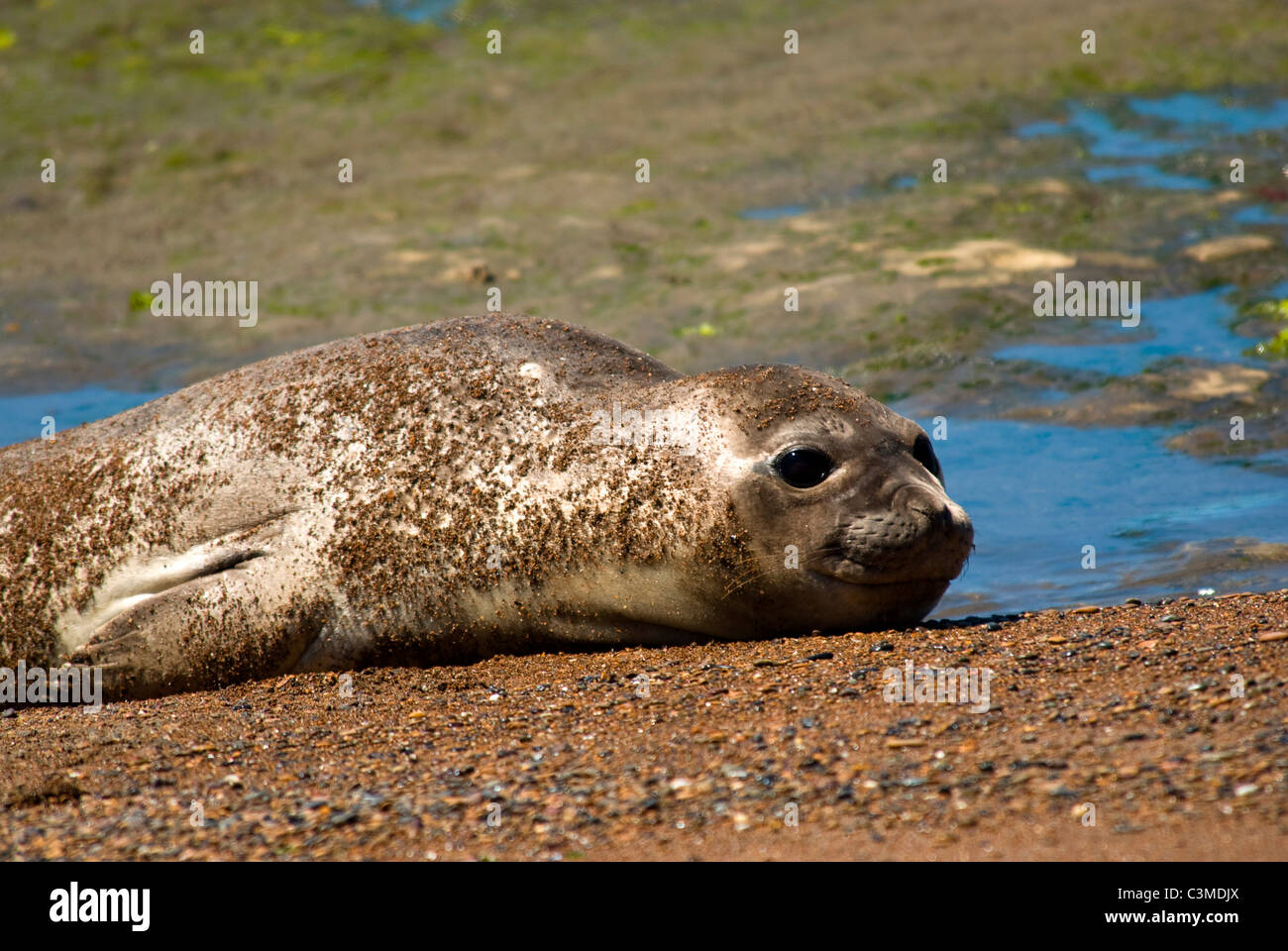 Southern Elephant Seal (Mirounga leonina) pup resting on the beach, Peninsula Valdes, Argentina Stock Photo