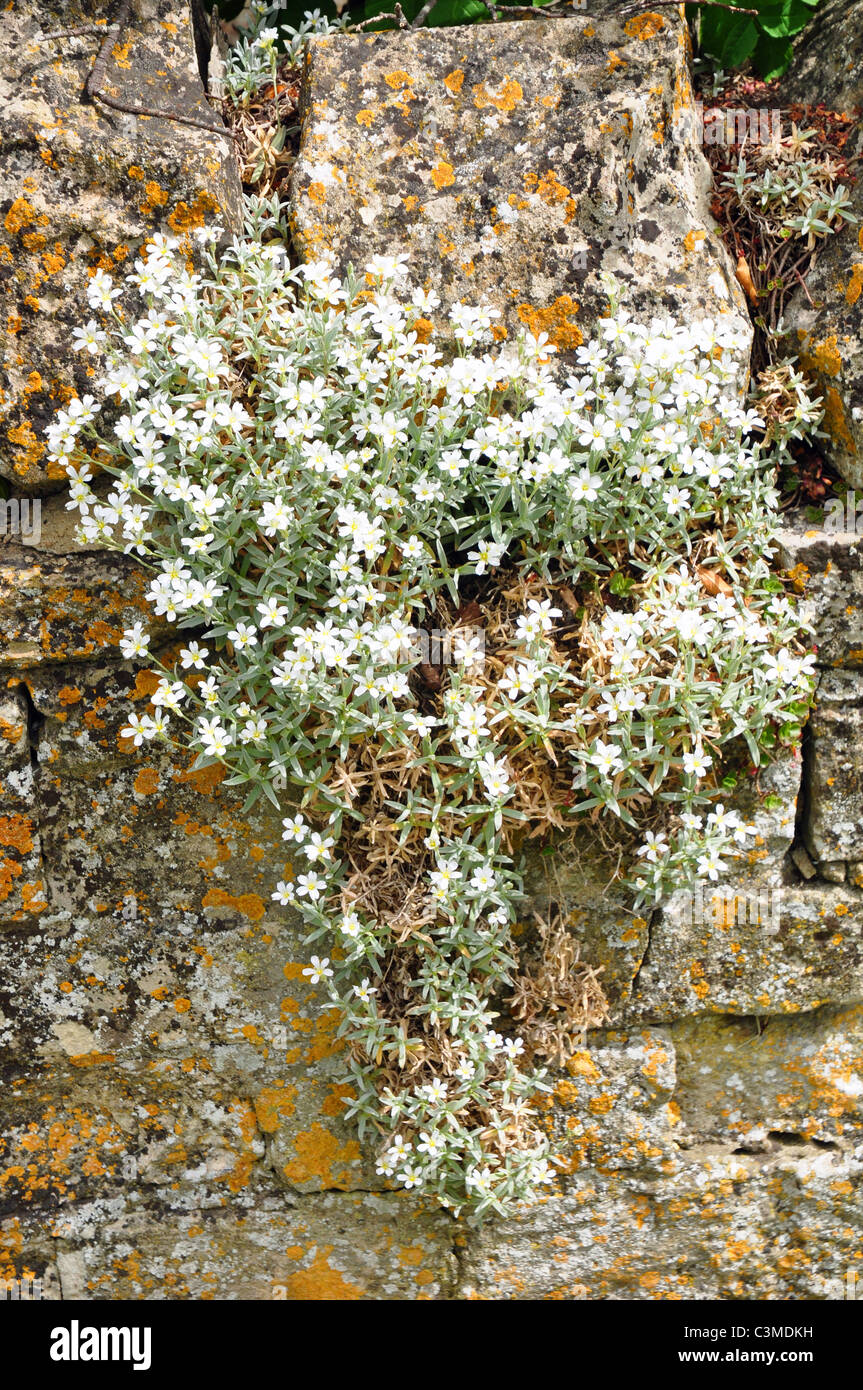 Rockery plant growing on an old stone wall Stock Photo - Alamy