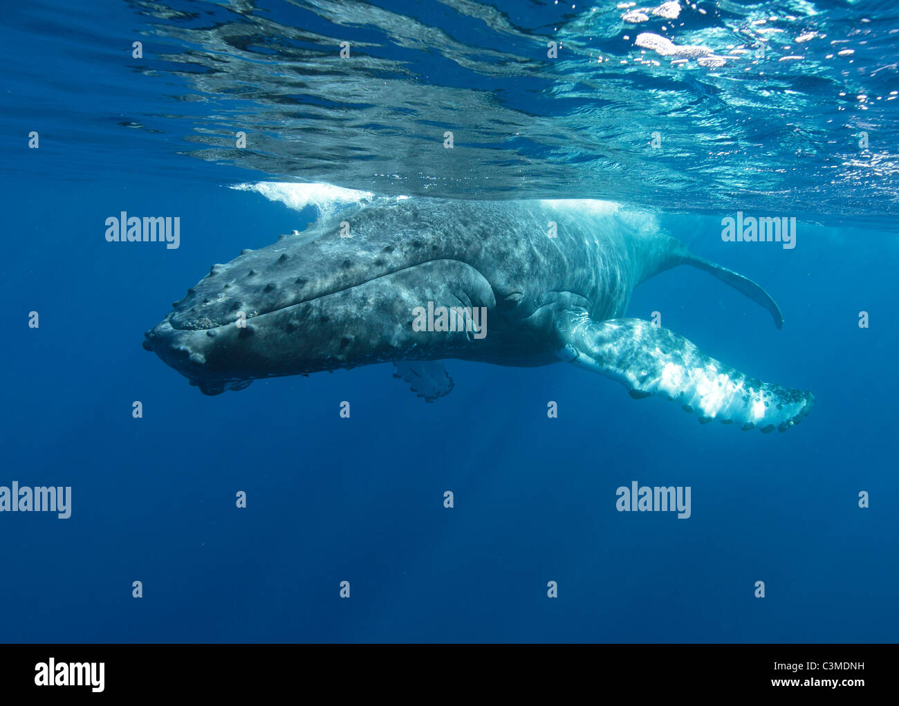 Humpback whale swims off Maui, Hawaii Stock Photo - Alamy