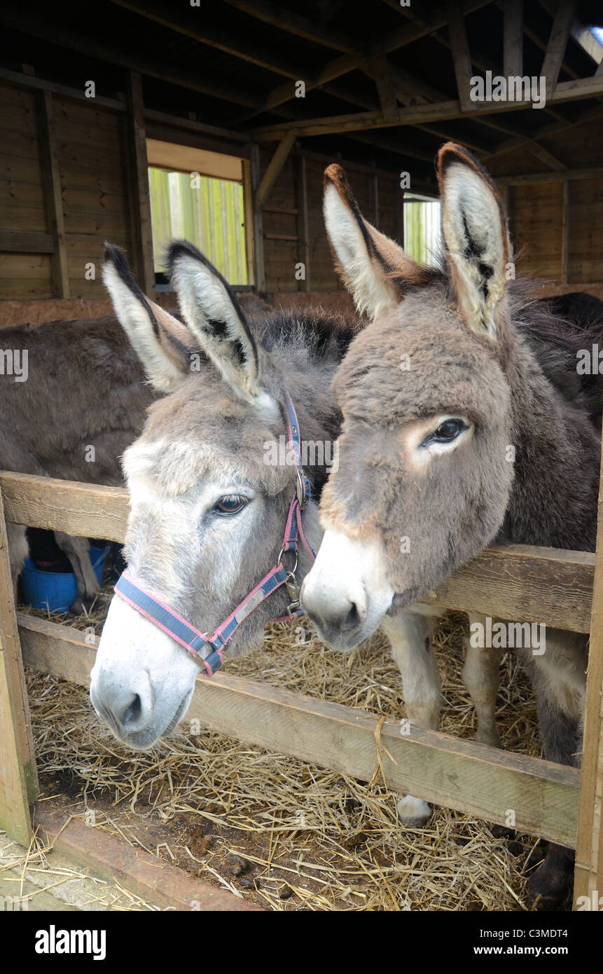 Two donkeys in a stable Stock Photo Alamy