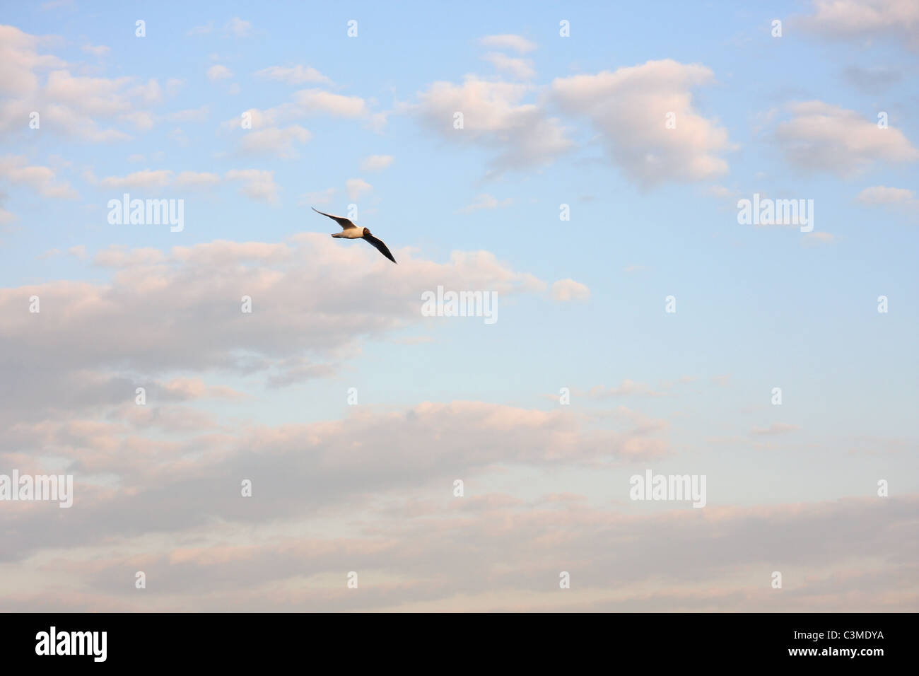 Blue sky with clouds and a bird Stock Photo