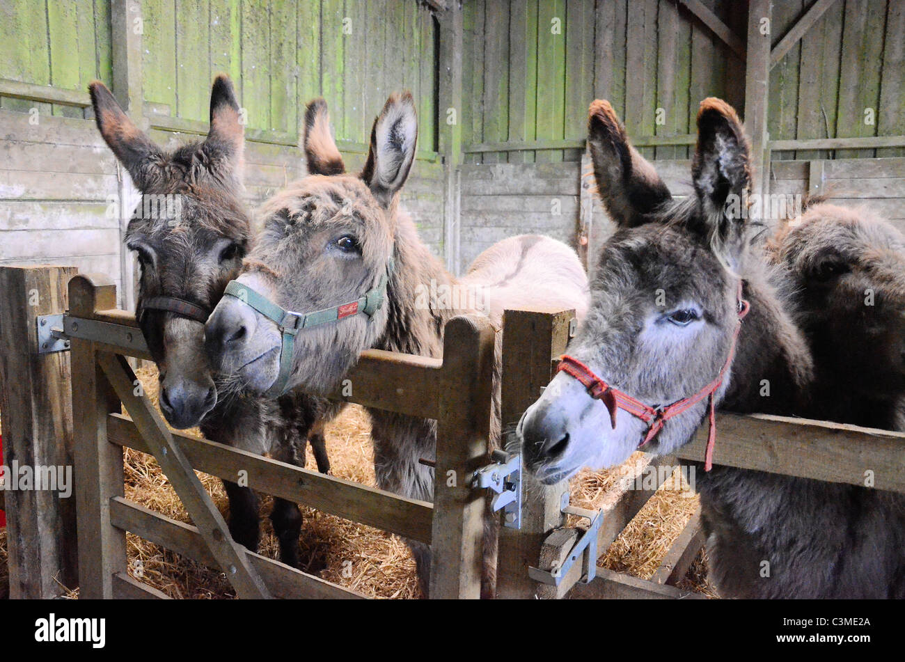 Donkeys stable hires stock photography and images Alamy