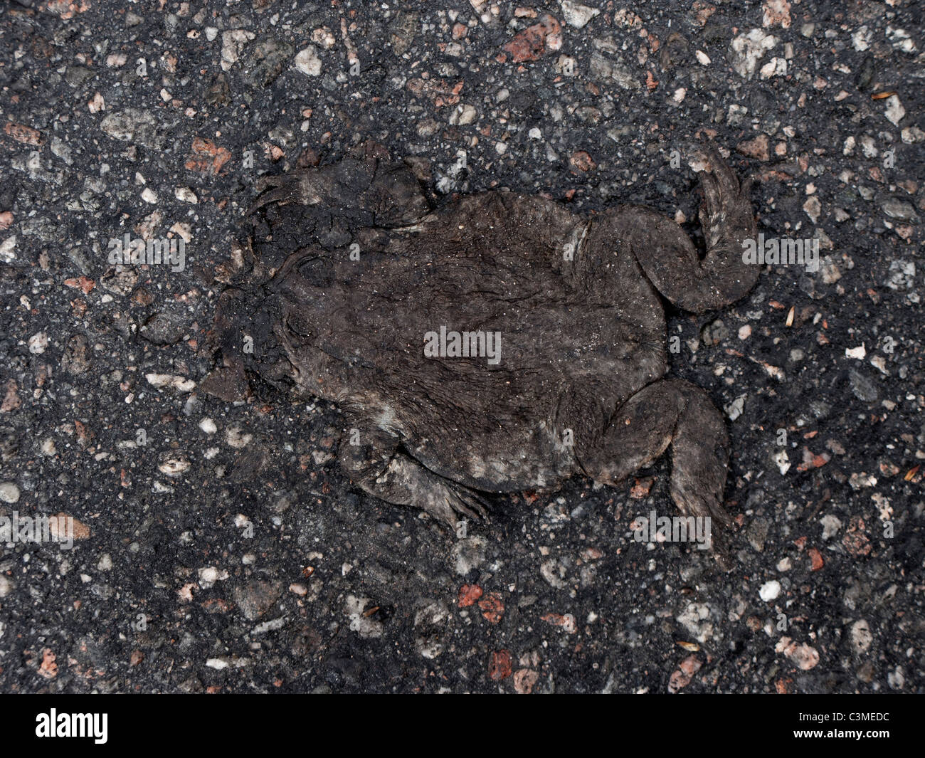 Flat toad, run-over by a car Stock Photo