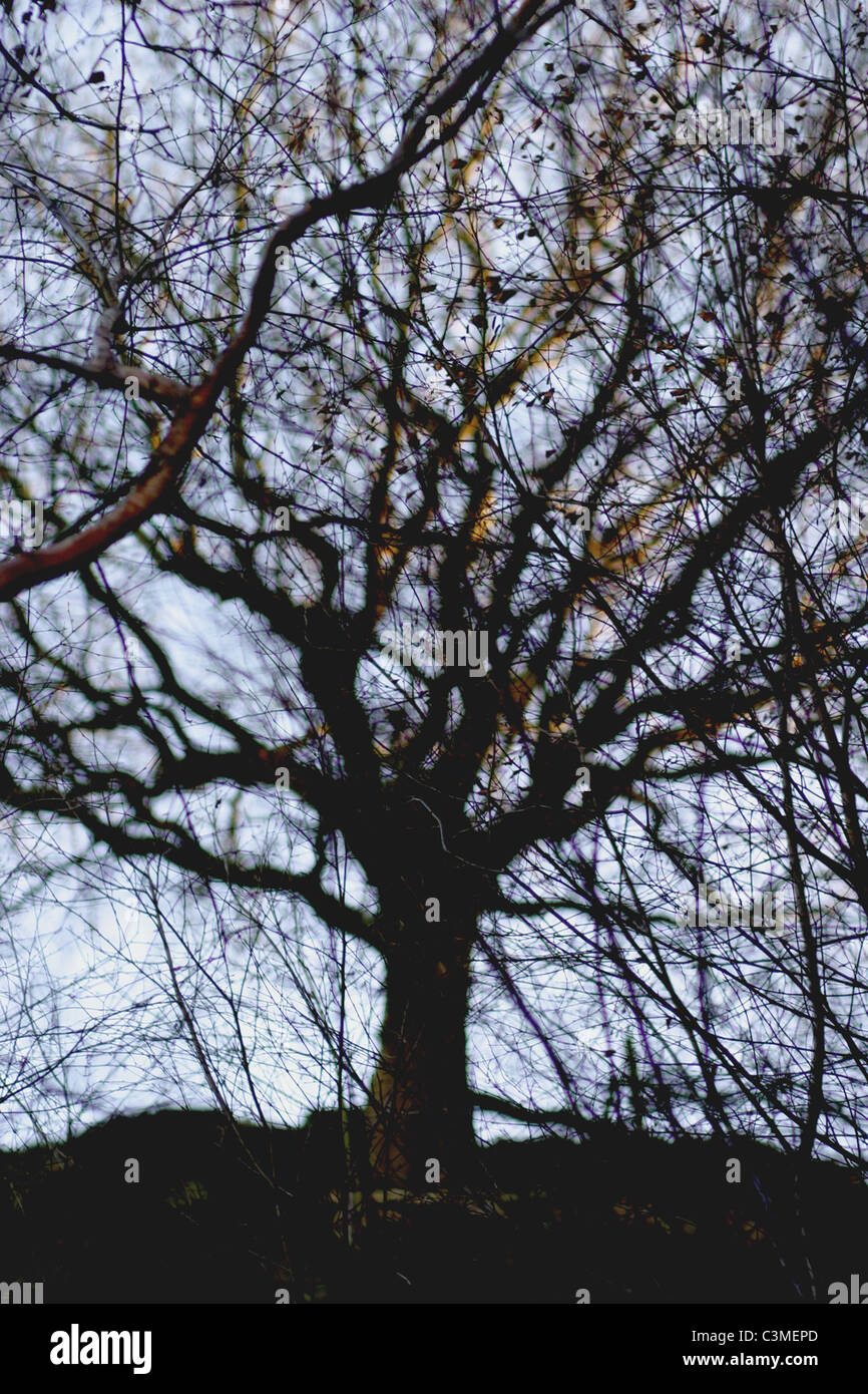 Outline of tree seen through a haze of branches. Looks illustrative. Stock Photo