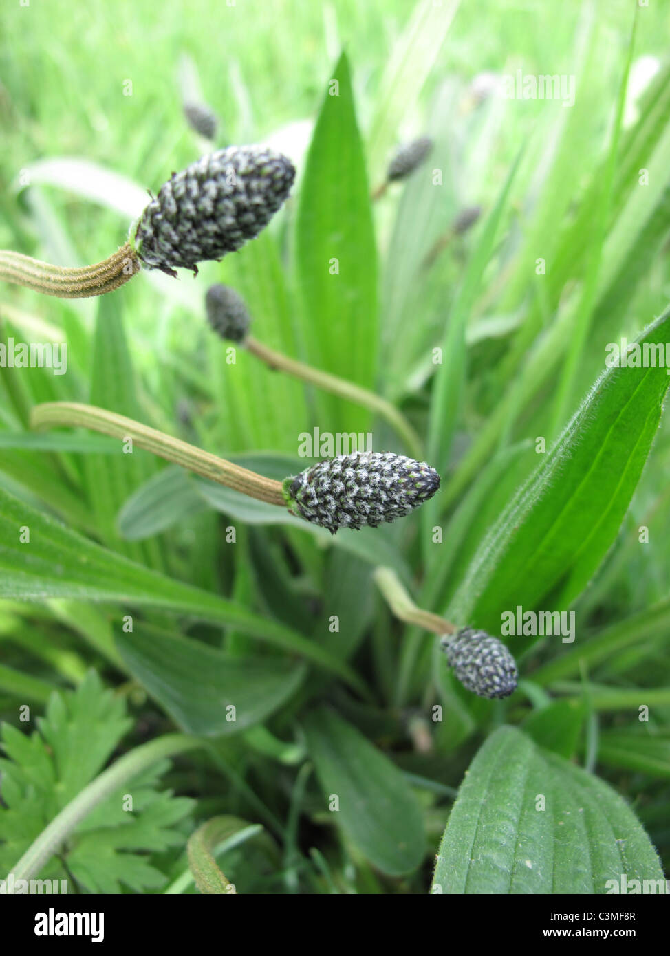 Common plantain flower buds Plantago major Coastal path between