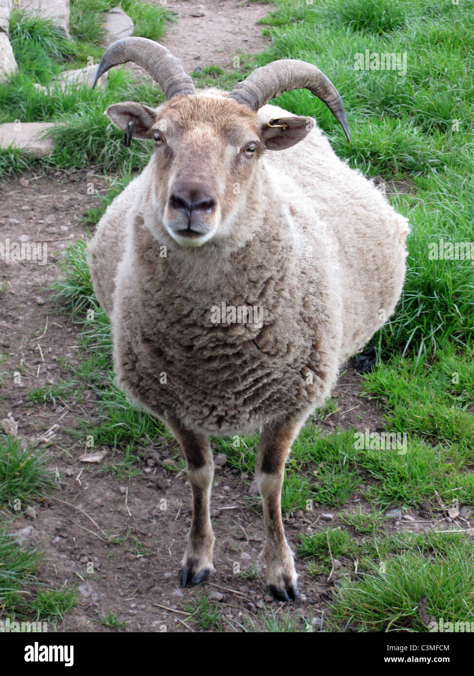 Sheep - rustic breed - Doonies farm - Coastal path between Aberdeen and Cove - Aberdeen city - Scotland - UK Stock Photo