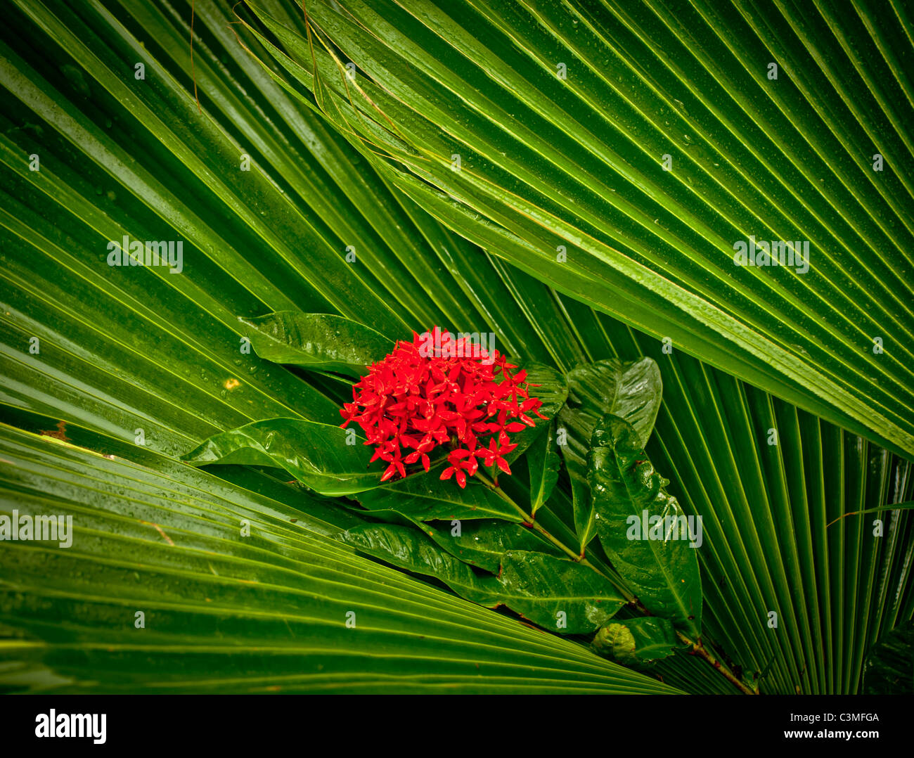 Tropical Ornamental Red Flower Plant named ( Kajdo ) surrounded by green palms. Fiji Islands Stock Photo