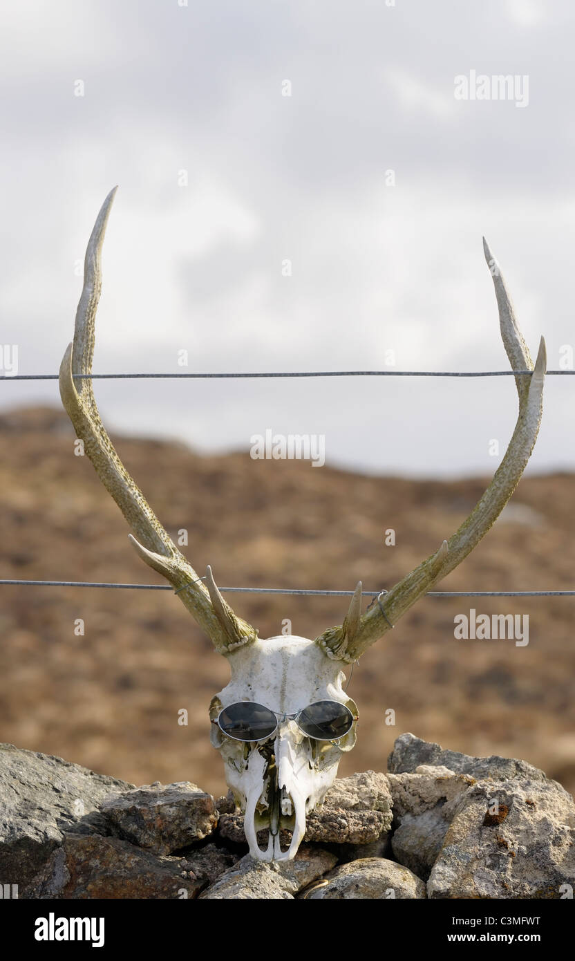 Red deer skull and antlers, wearing sunglasses Stock Photo