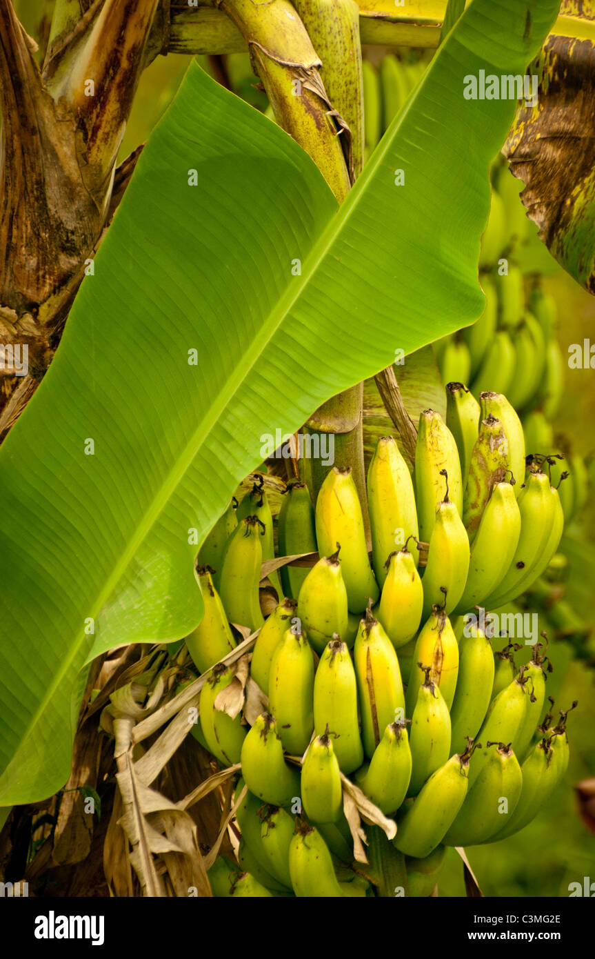 Tropical Banana tree ripe for harvesting, Fiji Stock Photo 36716358